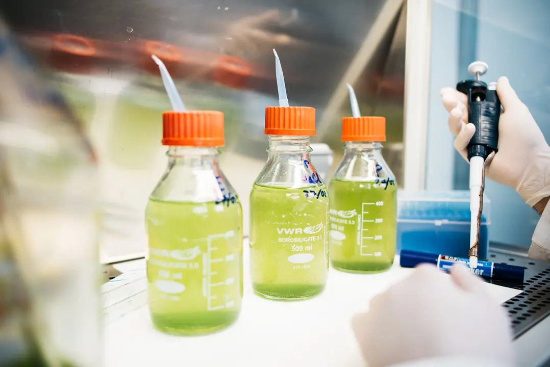 Neoalgae logra una patente clave en Estados Unidos para su tecnolog&iacute;a basada en microalgas.