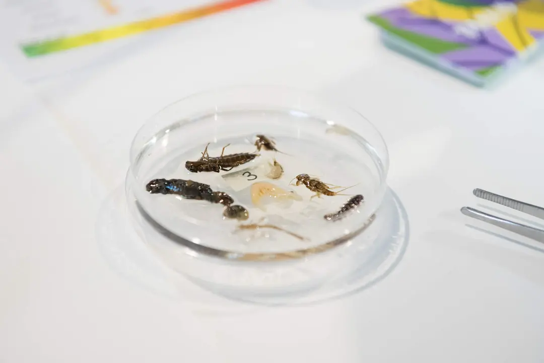 feria_ciencia_asturias_2026-62