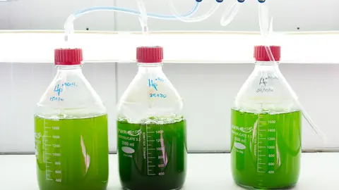 Microalgas de Neoalgae en uno de sus procesos / Marta Martín Heres