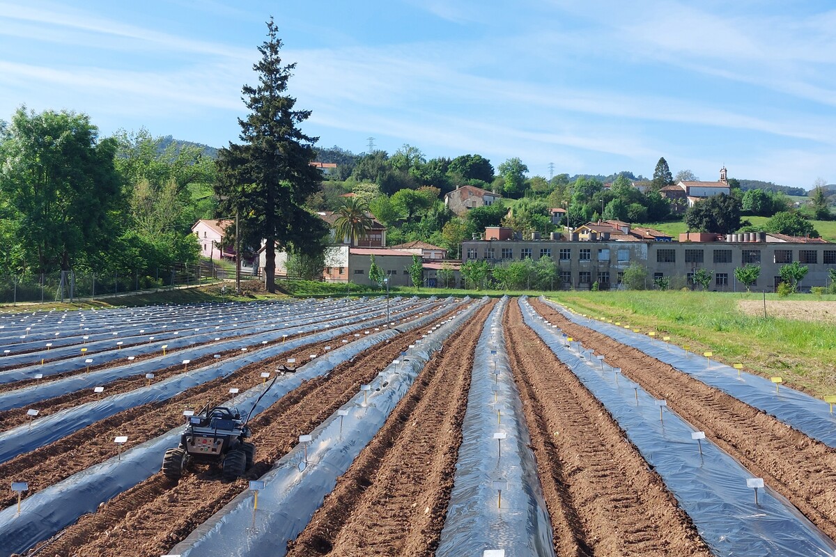 Robot de Campo
