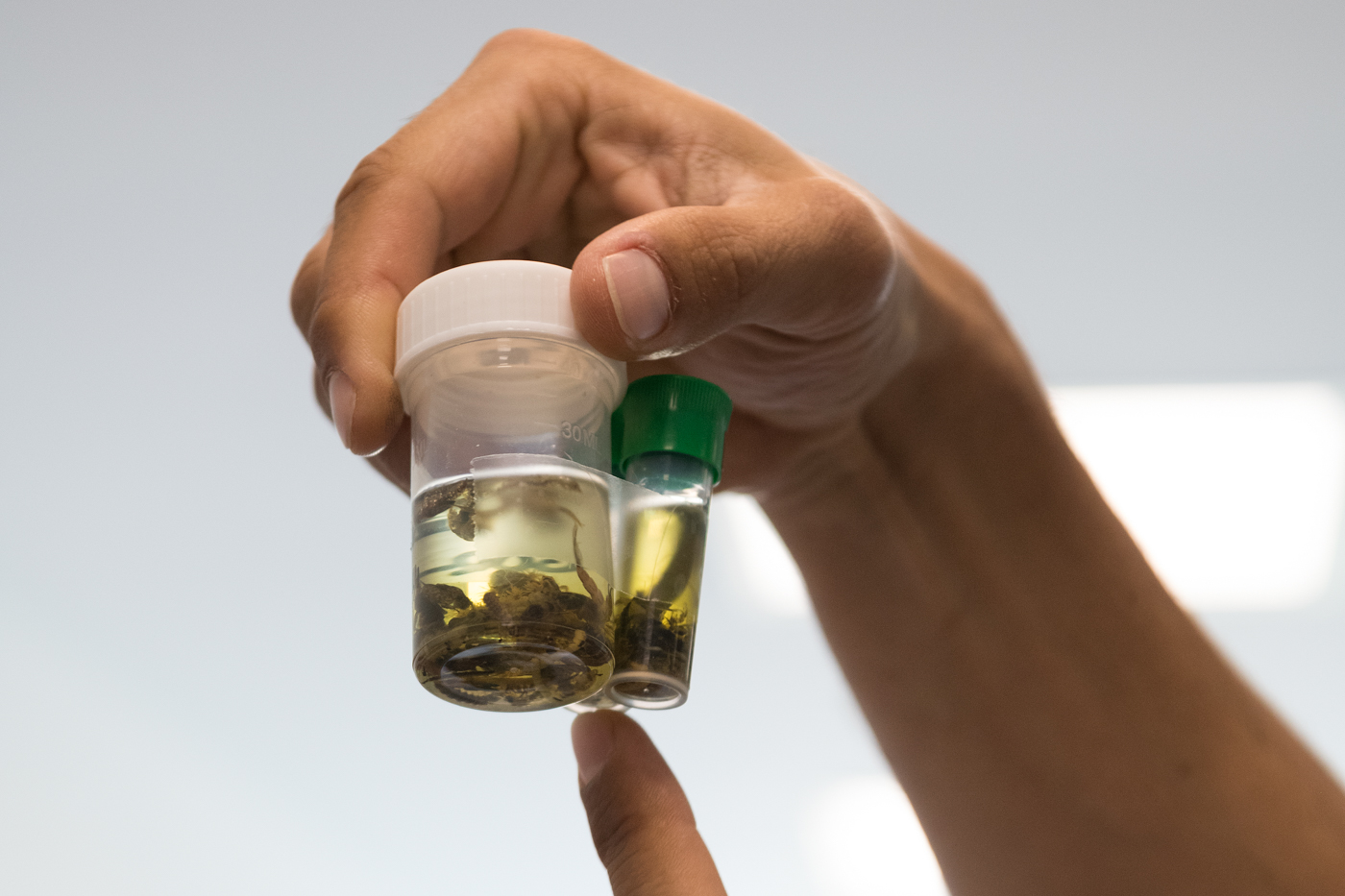 Una de las muestras que se analizan en el laboratorio medioambiental de TAXUS / Marta Martín