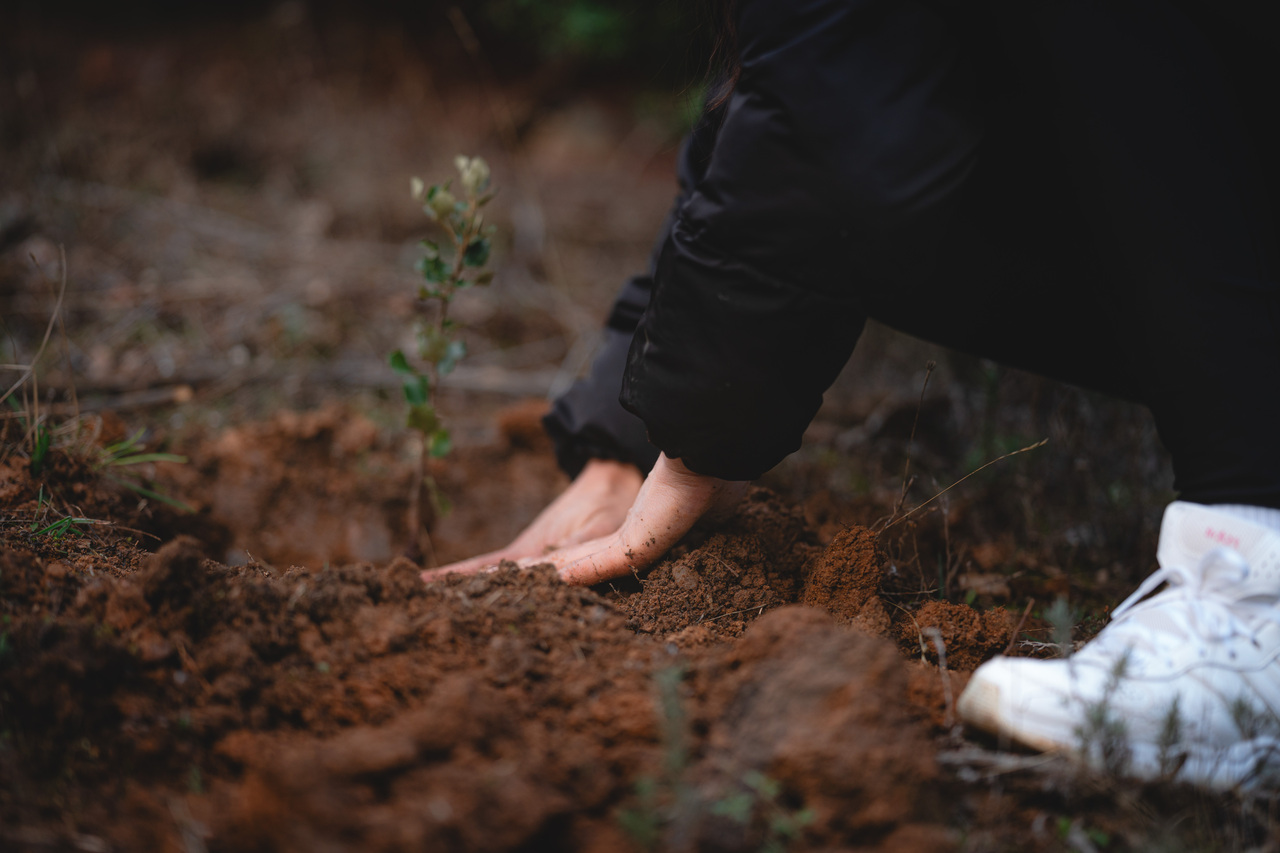 En Bosquia creen en un futuro sostenible, por ello su cometido es liderar iniciativas de este tipo con un enfoque concreto en la reforestación / Foto cedida.