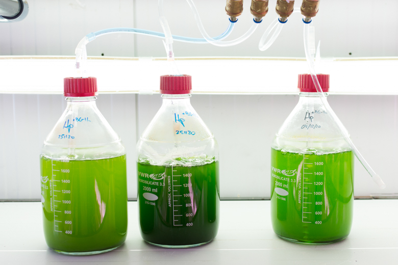 Microalgas de Neoalgae en uno de sus procesos / Marta Martín Heres